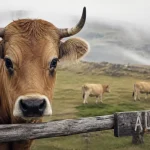 Race aubrac, vache fauve aux yeux au khôl sur le plateau de l’Aubrac